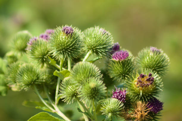 istock Closeup of lesser burdock buds with green blurred background 1419005639