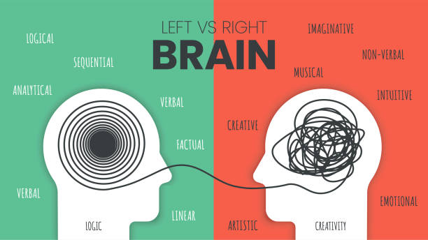 istock Left Brain vs. Right Brain Dominance infographic template. How the human brain works theory. Creative people right-brained and analytical thinkers left-brained concept.Visual slide presentation vector 1419006375