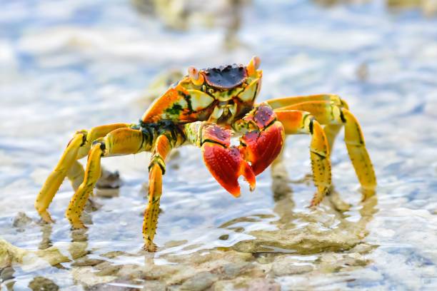 istock Colorful big crab in Bora Bora 1419006919