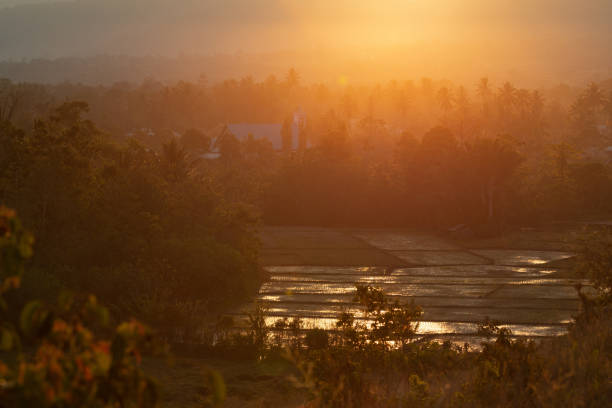 Landscape of rice fields and palm trees at sunset, near Bomba, South Lore, Poso Regency, Central Celebes, Indonesia