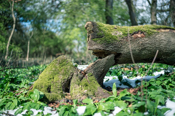 A fallen tree in the middle of a wild garlic field