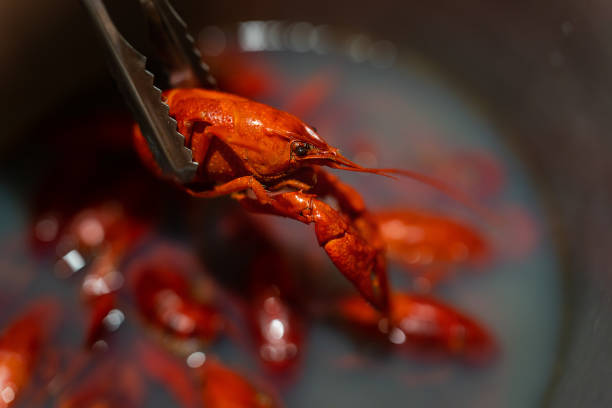 Boiled crayfish with dill isolated on a white background