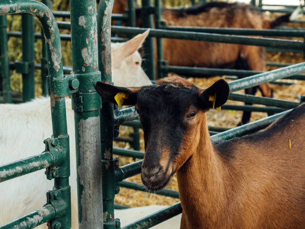 istock Domestic goat in ranch pen 1419009083