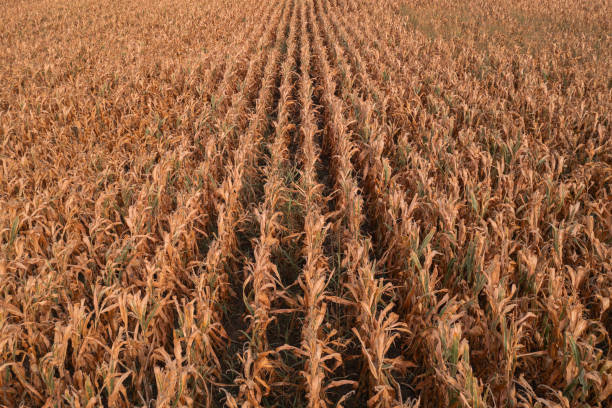 istock Aerial shot of dent corn field from drone pov 1419009084