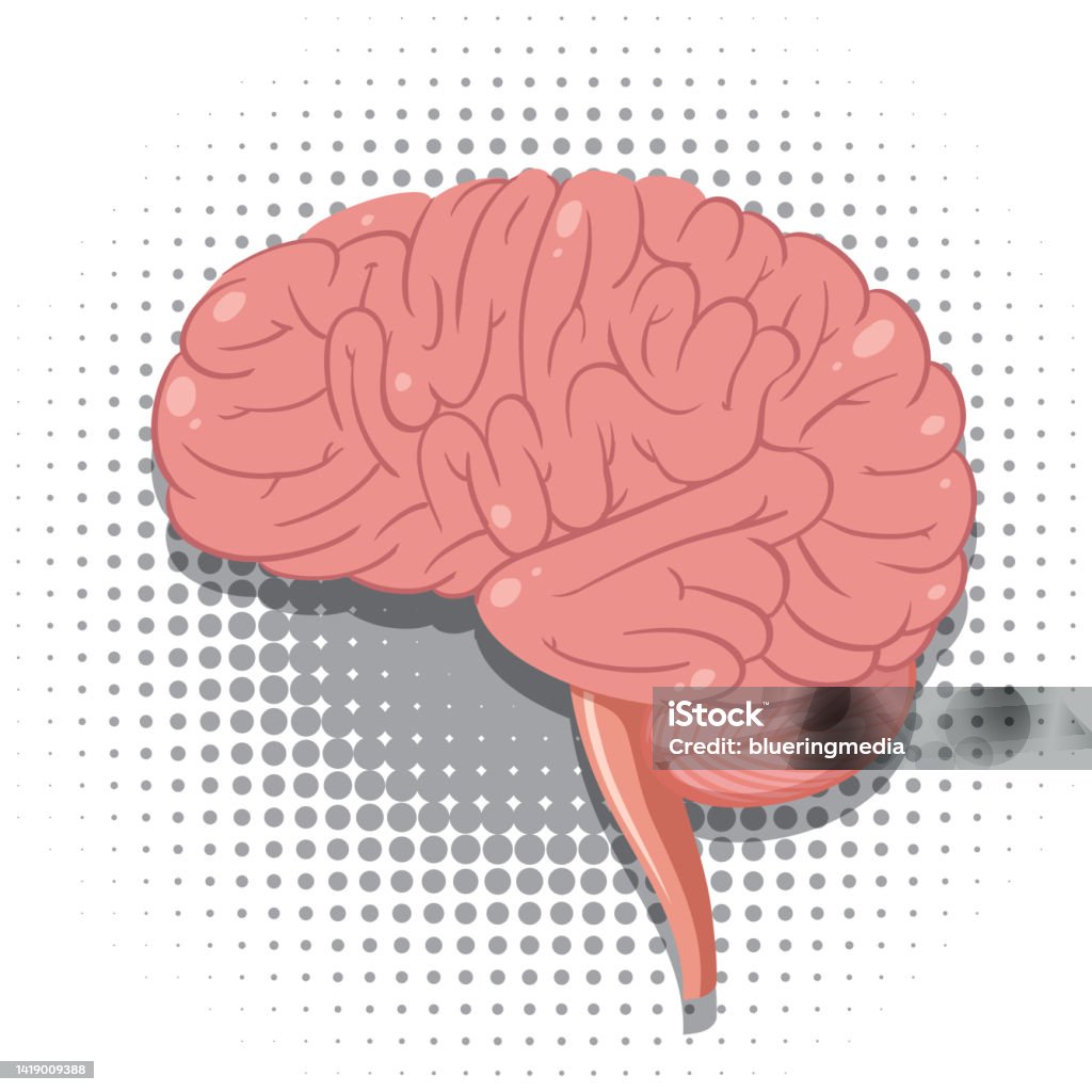 Huamn Brain Vector Isolated Human Brain Vector Stock Illustration - Download Image Now ...