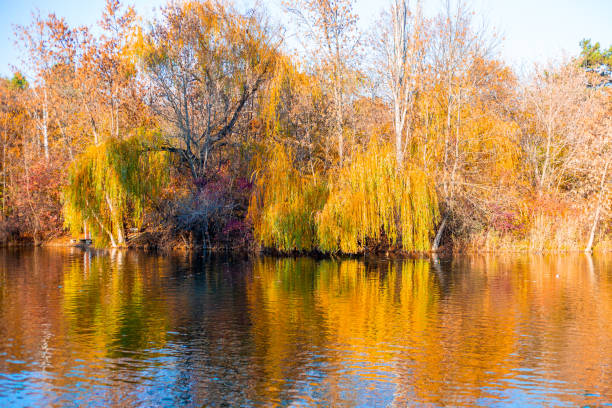 Autumn landscape. Weeping willows with yellow leaves leaned over the water.