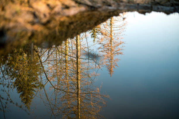 Reflection in a puddle in the forest