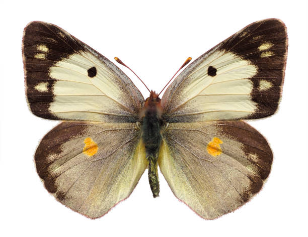 istock Female Colias butterfly isolated on white background 1419014389