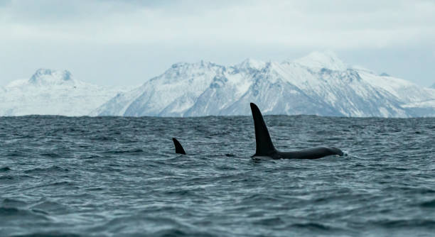 istock Orca whales at Norwegian coast 1419015353