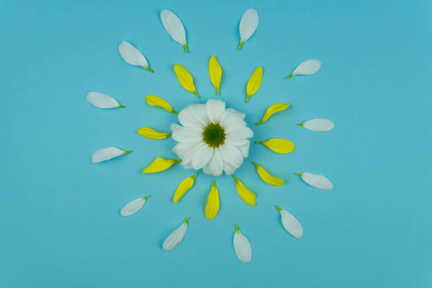 istock white flowers surrounded by white and yellow petals 1419017209