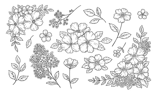 Floral decoration illustration, framed and decorated, hand drawn illustration of plants, Black line drawing.