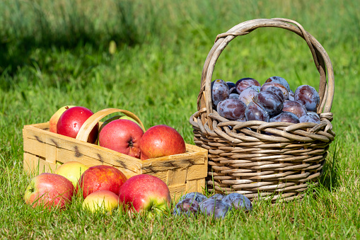 Basket with plums and apples on a meadow