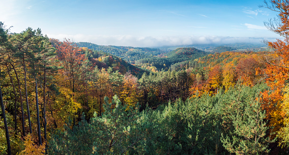 view of colorful vivid deciduous beech and pine tree forest and hills from viewpoint called Vyhlidka na Rip at nature park Kokorinsko, Czech republic. Autumn sunny day