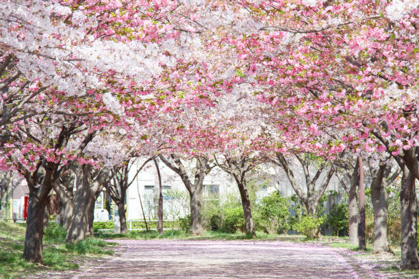 istock Japanese cherry blossom trees 5 1419021673