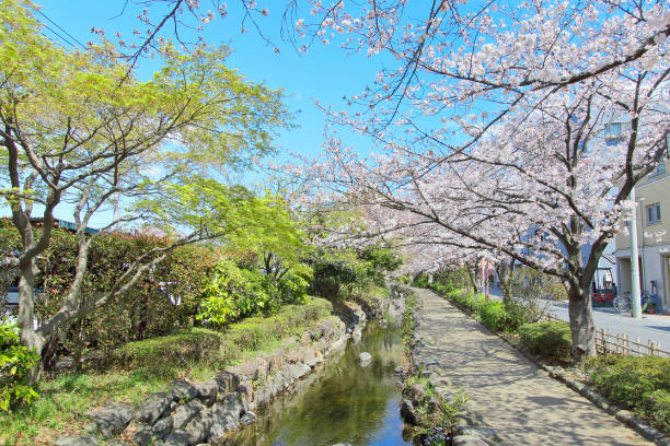 istock Cherry blossoms and fresh greenery at Ichinoe Water Park 1419021723