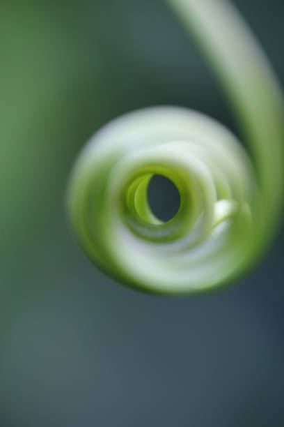 istock A spiral of mustache creeper plant 1419022156