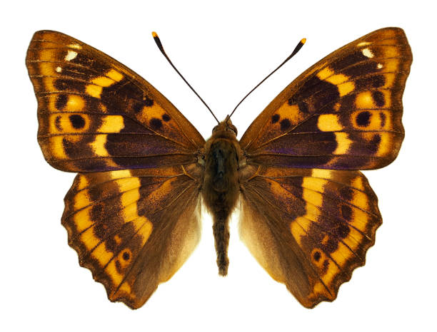 istock Isolated Apatura ilia butterfly 1419022187