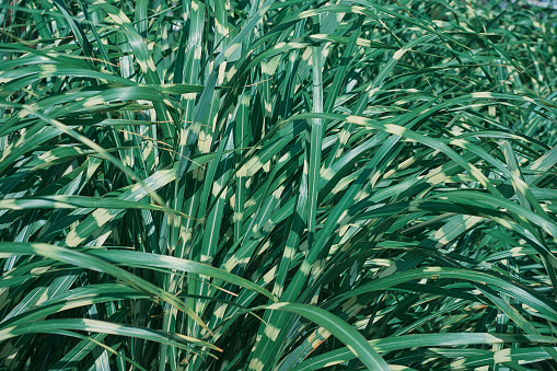 Garden grass, selective focus, Phalaris arundinacea or canary grass. Striped grass foliage with green and white leaves, background or splash for nature banner