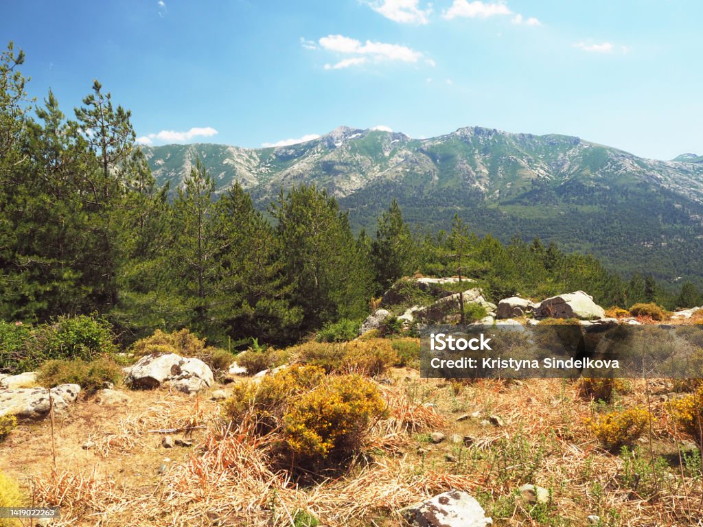 scenery of high green mountainn meadow on corsician alpes with pine trees, green bushes rocks boulders and blue sky background Beauty Stock Photo