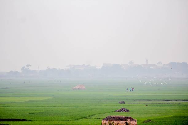 istock Misty field with people playing with birds 1419022349