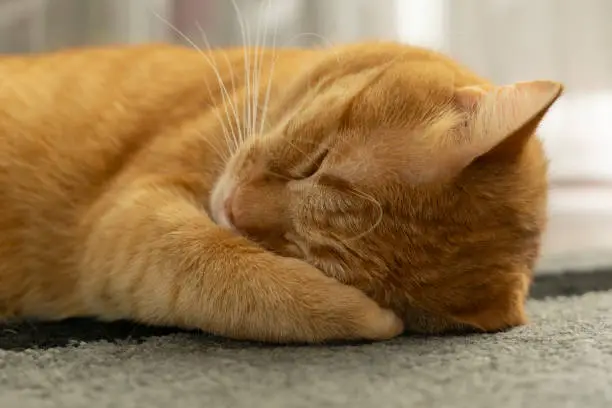 Front view of cute beautiful red cat sleeping in her dreams.