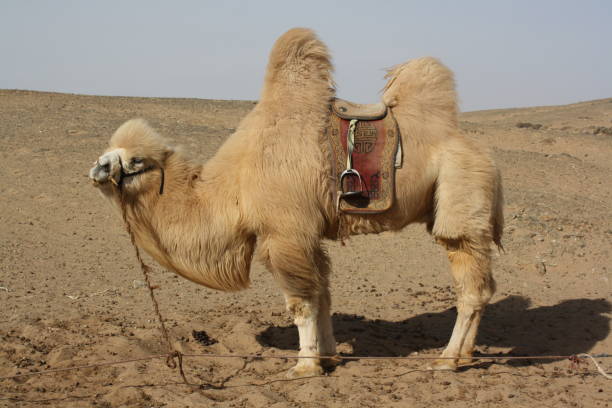 A bactrian camel in Gobi Desert, Mongolia. stock photo