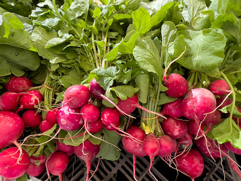 Horizontal high angle extreme closeup photo of bunches of freshly harvested organic Radishes on a market stall in Spring. Byron Bay, north coast of NSW.