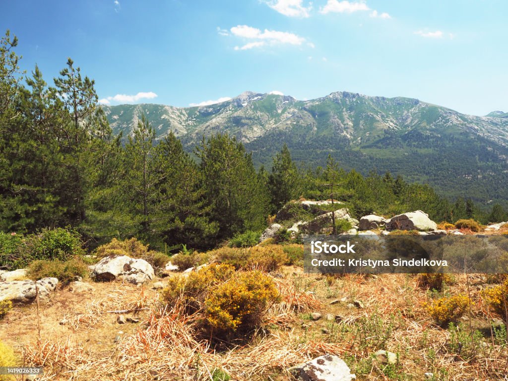scenery of high green mountainn meadow on corsician alpes with pine trees, green bushes rocks boulders and blue sky background Beauty Stock Photo