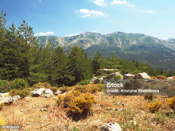 Scenery Of High Green Mountainn Meadow On Corsician Alpes With Pine Trees Green Bushes Rocks Boulders And Blue Sky Background Stock Photo - Download Image Now