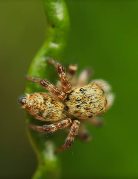 istock jumping spider stay on the green leaf. 1419026739