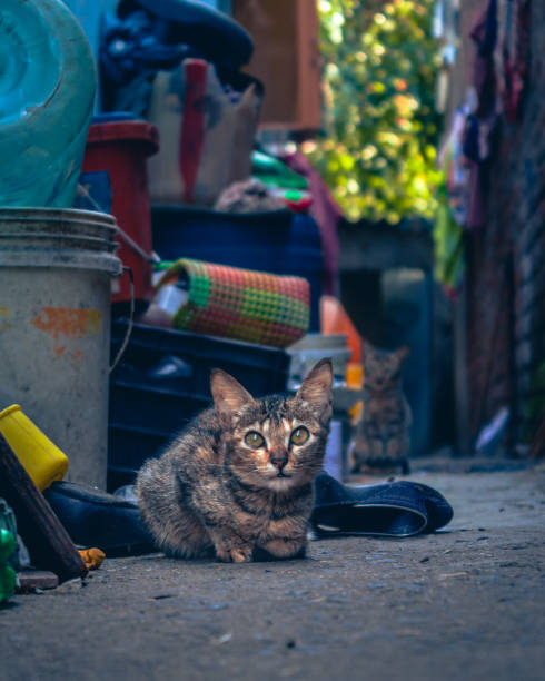 istock Cute small kitten, Pussy cat. 1419026993