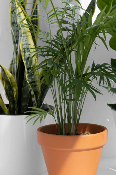 istock Home plants in different pots on a white background: hamedorea or areca palm, sansevieria, zamiokulkas. Home gardening concept. Houseplants in a modern interior. 1419027053