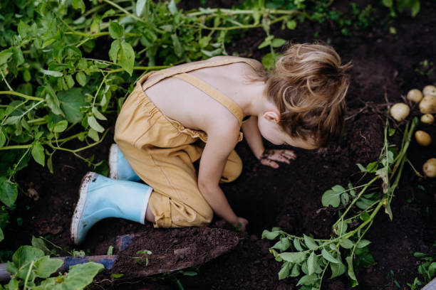 istock Little girl harvesting tomatoes in a greenhouse 1419028607