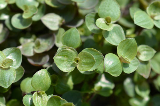 istock Creeping inchplant 1419029245