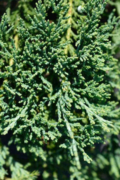 Creeping juniper Wiltonii Creeping juniper Wiltonii branches - Latin name - Juniperus horizontalis Wiltonii juniperus horizontalis stock pictures, royalty-free photos & images