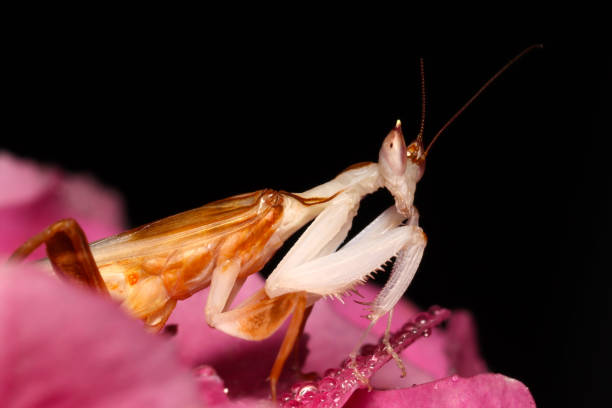 Praying Orchid Mantis hunting in pink Hortensia flower stock photo