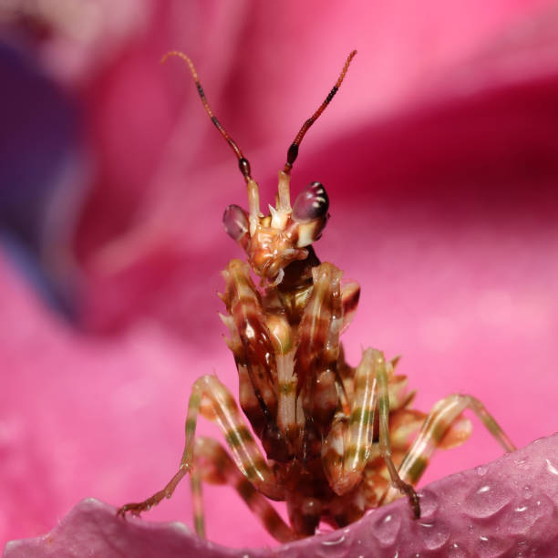 Praying Flower Mantis hunting in pink Hortensia flower stock photo