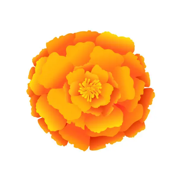 Vector illustration of Marigold flower. Realistic cartoon vector illustration for greeting card, t shirt print, decoration design. Isolated on white background.