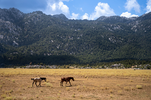 Yılkı horses that roam and live in the plain of Eynif