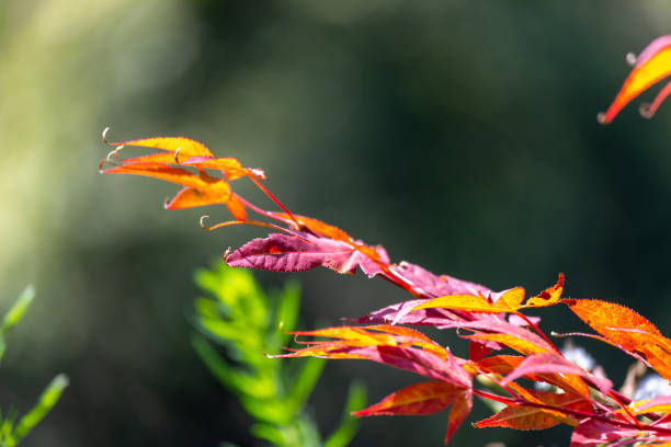 istock Acer japonicum against a blue sky 1419033966