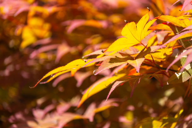acer japonicum na tle błękitnego nieba - maple tree tree autumn red zdjęcia i obrazy z banku zdjęć