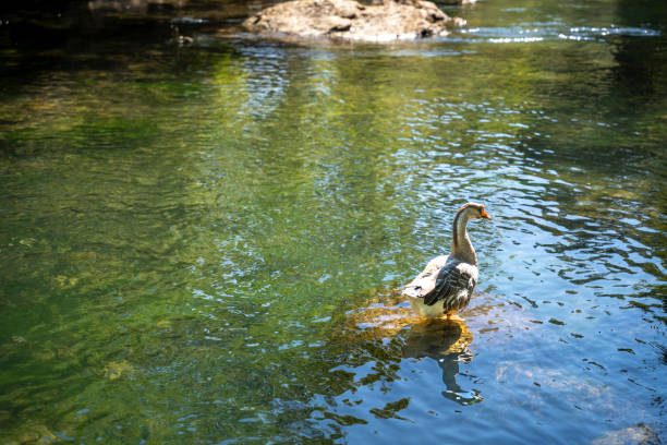 Ducks swimming in natural river