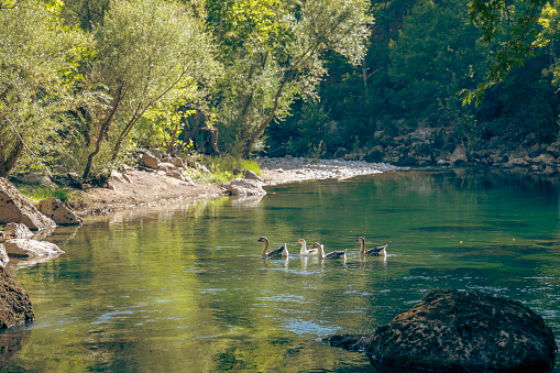 Ducks swimming in natural river