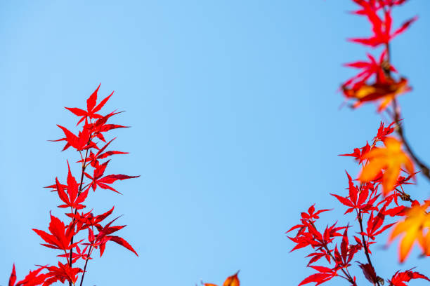 istock Acer japonicum against a blue sky 1419035016