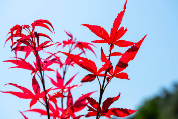 acer japonicum na tle błękitnego nieba - maple japanese maple leaf autumn zdjęcia i obrazy z banku zdjęć