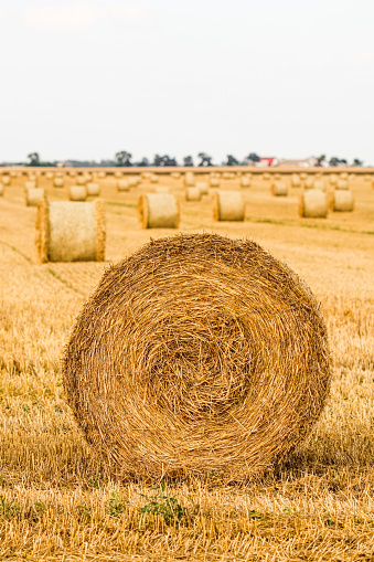 Haystack in the field after harvest. Round bales of hay across a farmer's field. Harvesting straw for animal feed. High quality photo