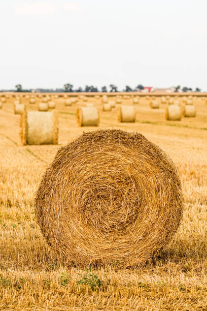 haystack in the field after harvest. round bales of hay across a farmer's field. harvesting straw for animal feed - hayfield imagens e fotografias de stock