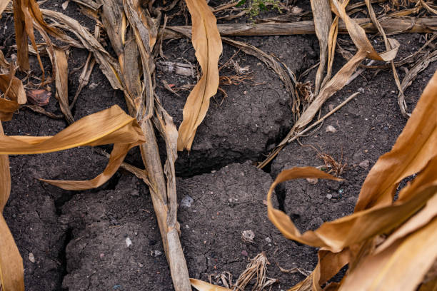 Cracks in the soil after long drought stock photo