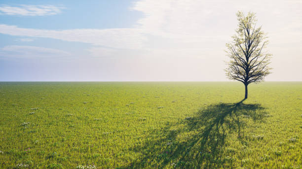 istock lonely tree with shadow  in a field with green grass and blue sky. 3d rendering 1419036165