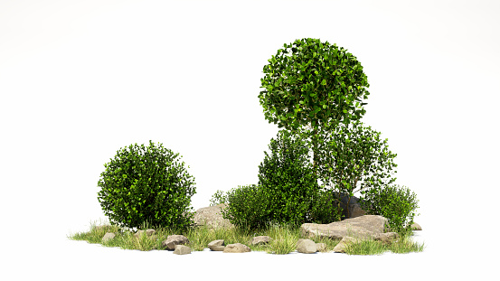 bonsai tree on isolate background for decorate